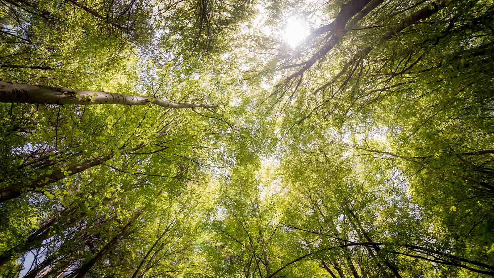 REDWOODS: Penjaga Cahaya