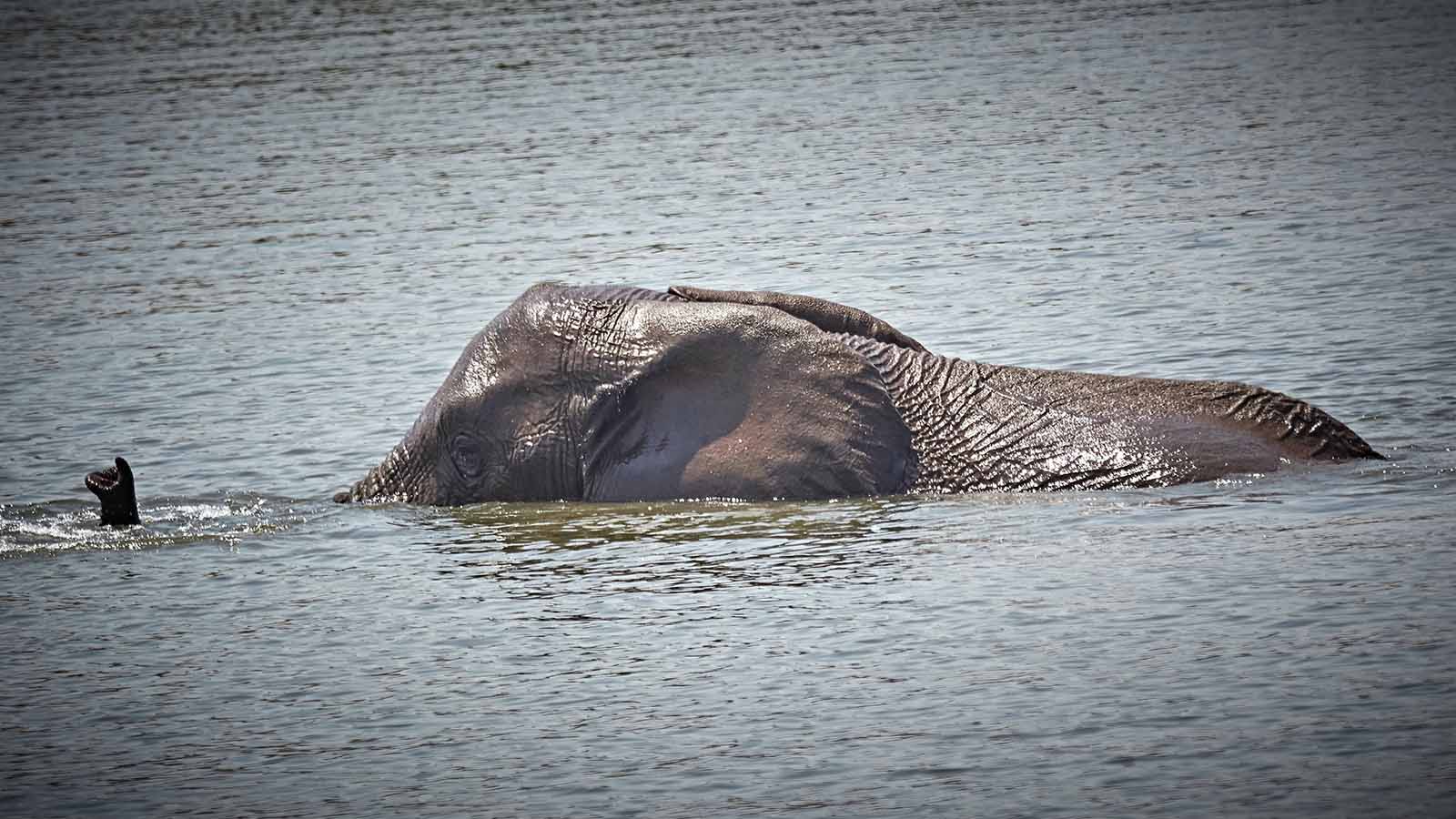 INDONESIA Gajah dan Perairan Adonai